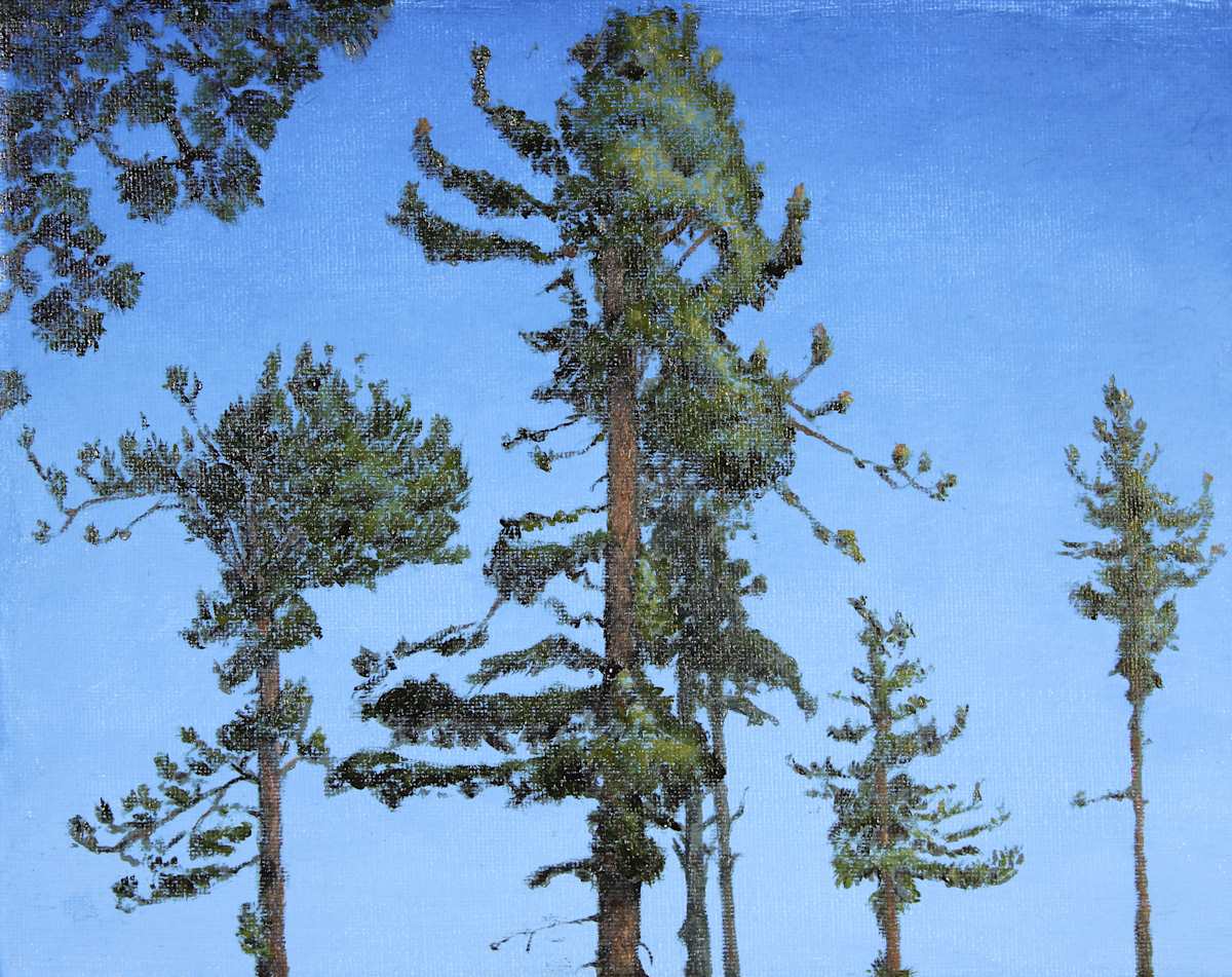 Seven Jeffreys Pines by James Parker 