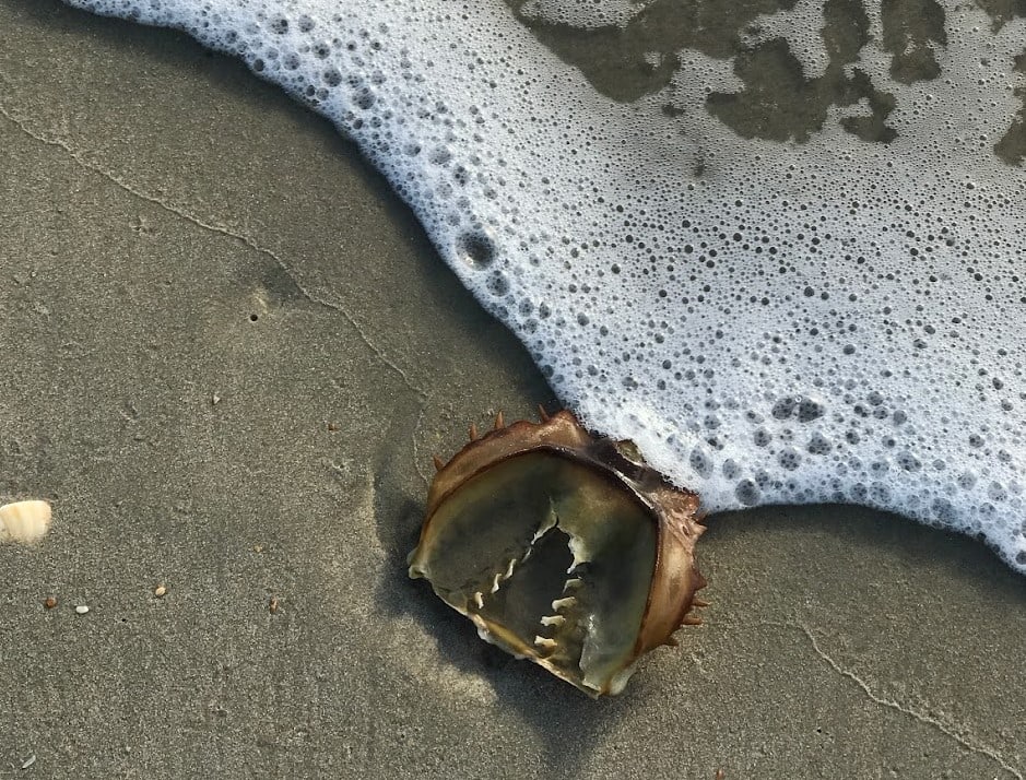 Horseshoe Crab Chitin - Outer Banks, North Carolina by Andrea Harrison, Image 1.