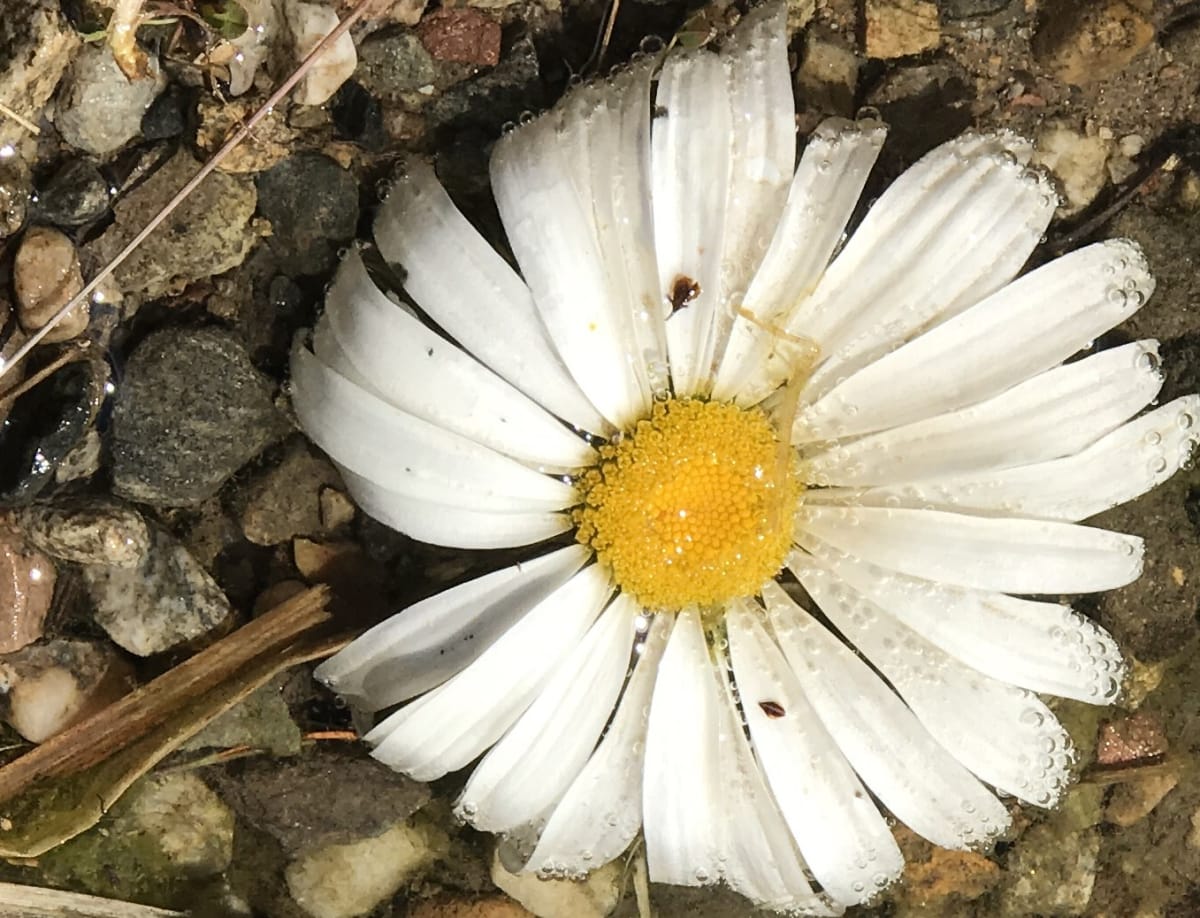 Drowned Daisy - Breckenridge, Colorado by Andrea Harrison, Image 4.