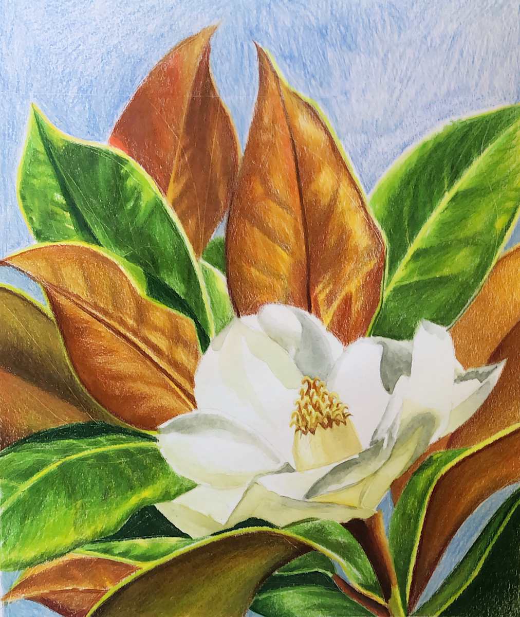 Magnolia Flower by Julia Wolinsky 