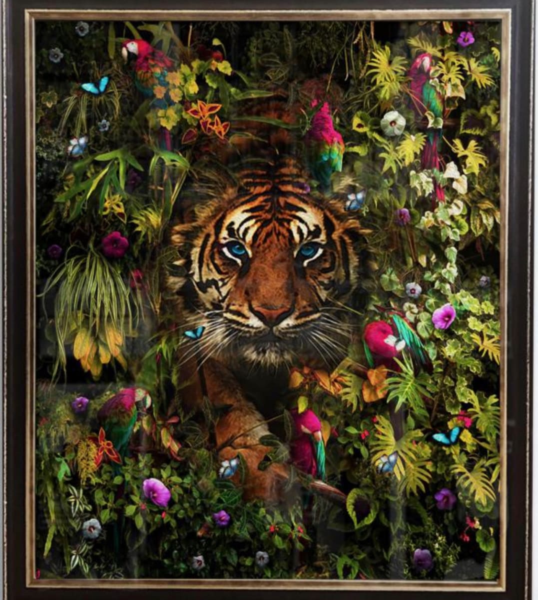 Iain Alexander by Iain Alexander  Image: Tiger