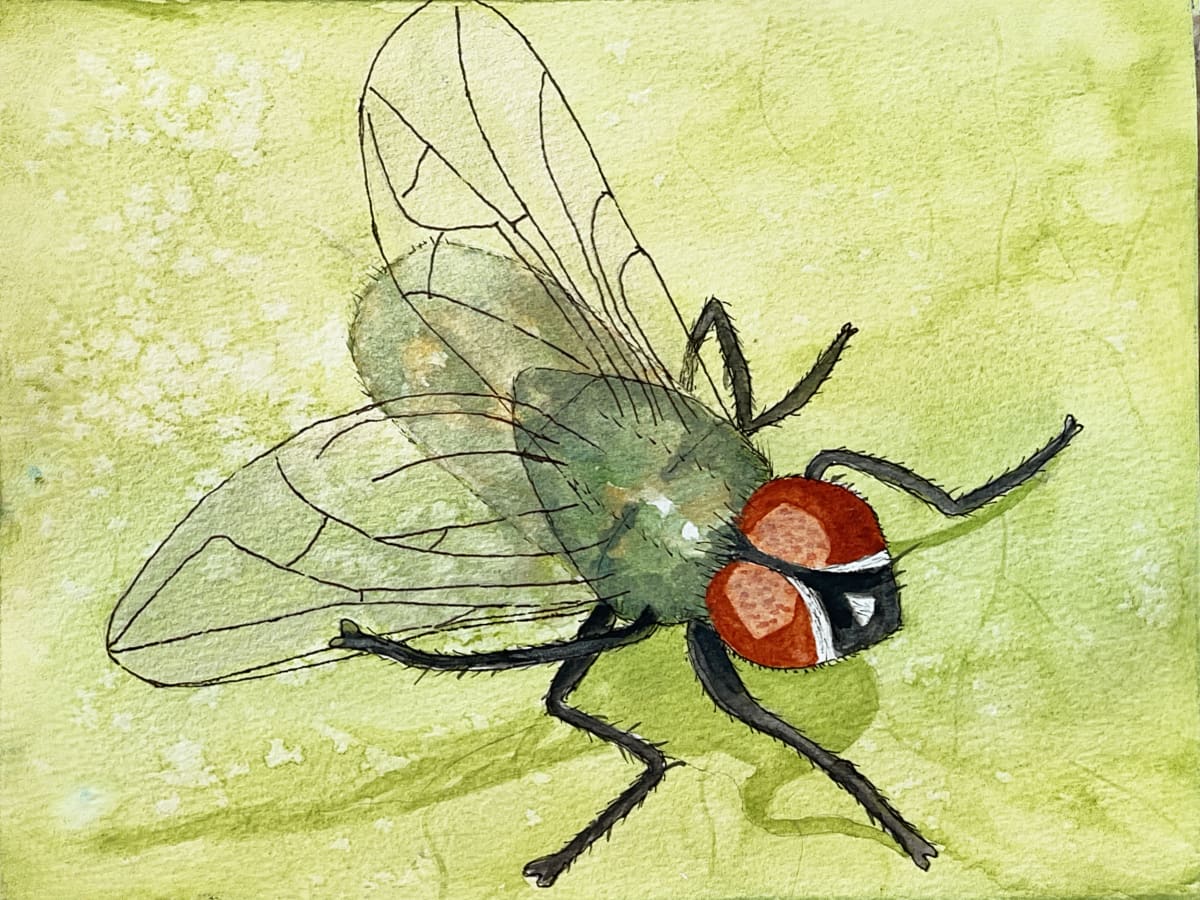 Red Eye Flight (Common Green Bottle Fly) by Shelley Crouch 