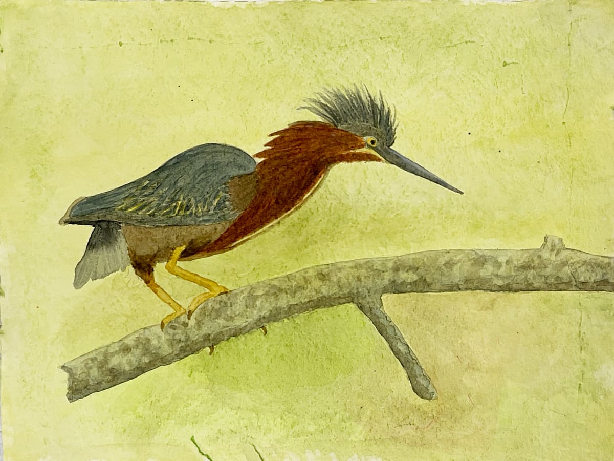 Graceful Hunter (Green Heron) by Shelley Crouch 