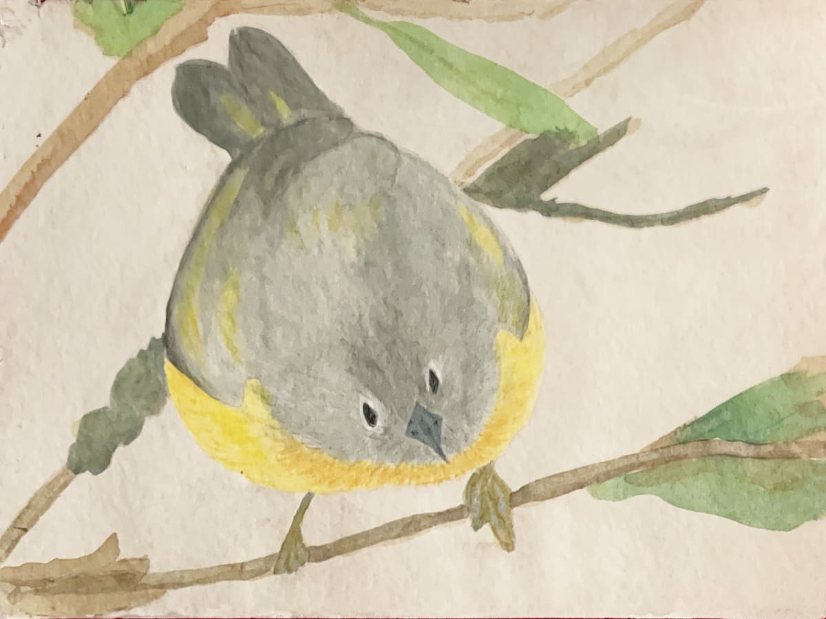 Feelin’ Fluffy (Nashville Warbler) by Shelley Crouch 