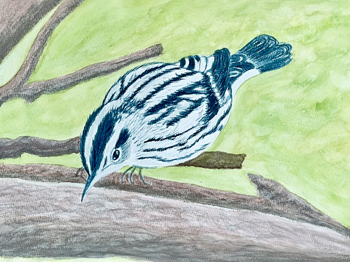 It’s All Black and White (Black and White Warbler) by Shelley Crouch 