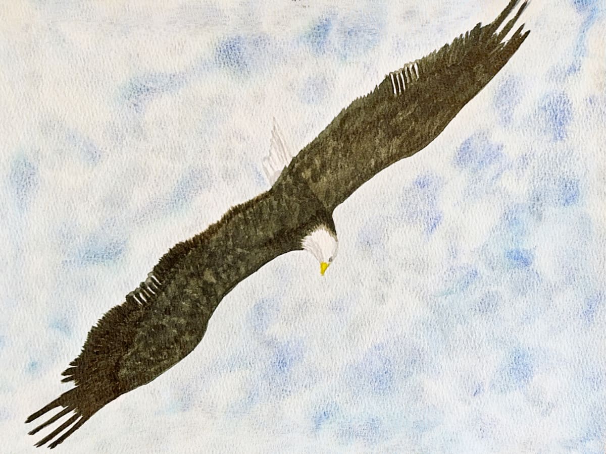 Diving from the Heavens (Bald Eagle) by Shelley Crouch 