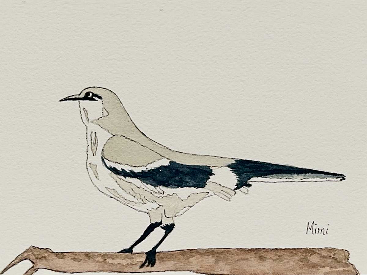 Mockingbird by Shelley Crouch 