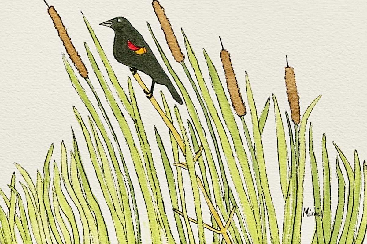 Redwing blackbird in the cattails by Shelley Crouch 