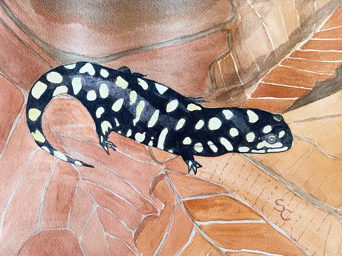 Slick as a Salamander by Shelley Crouch 