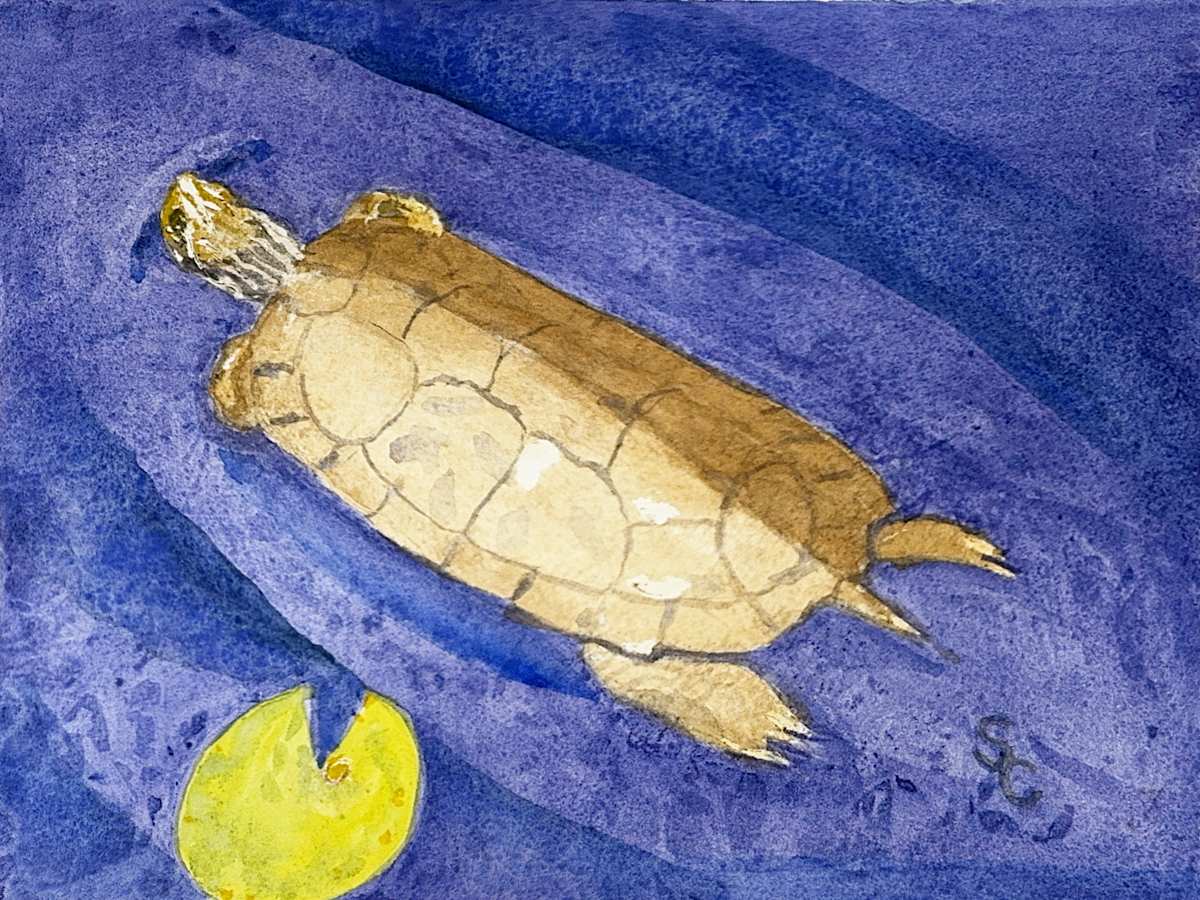 Turtle Cartography by Shelley Crouch 