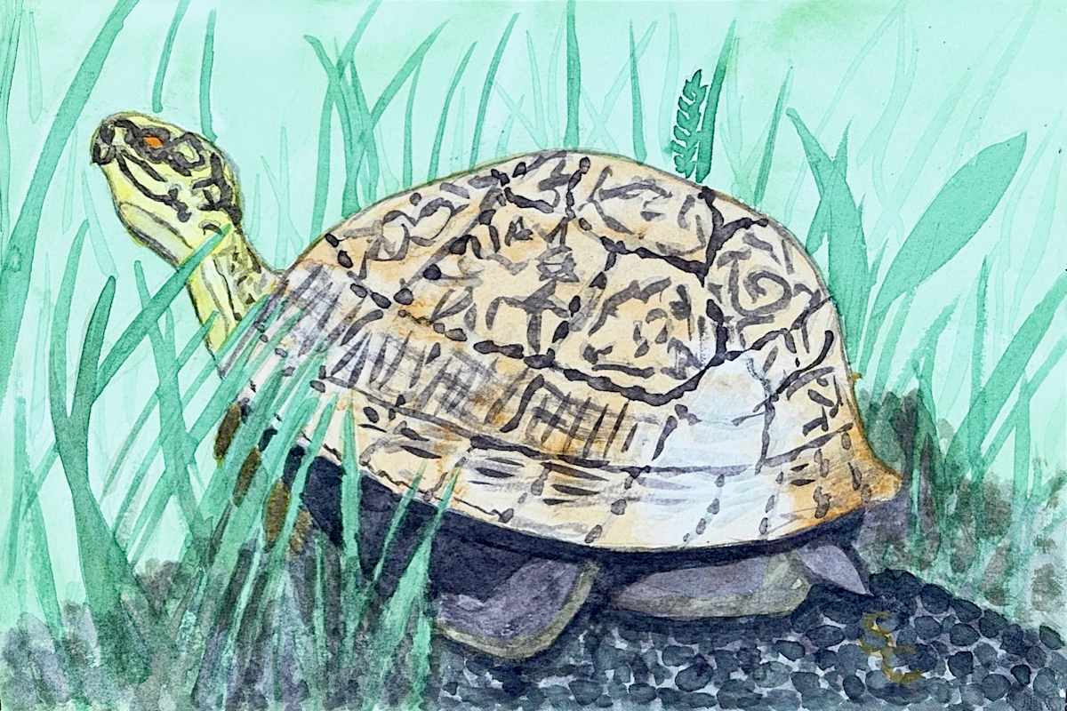 Box Seat by Shelley Crouch 