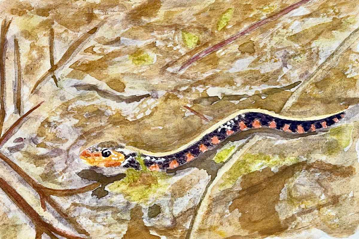 Swimming in the Sun by Shelley Crouch 