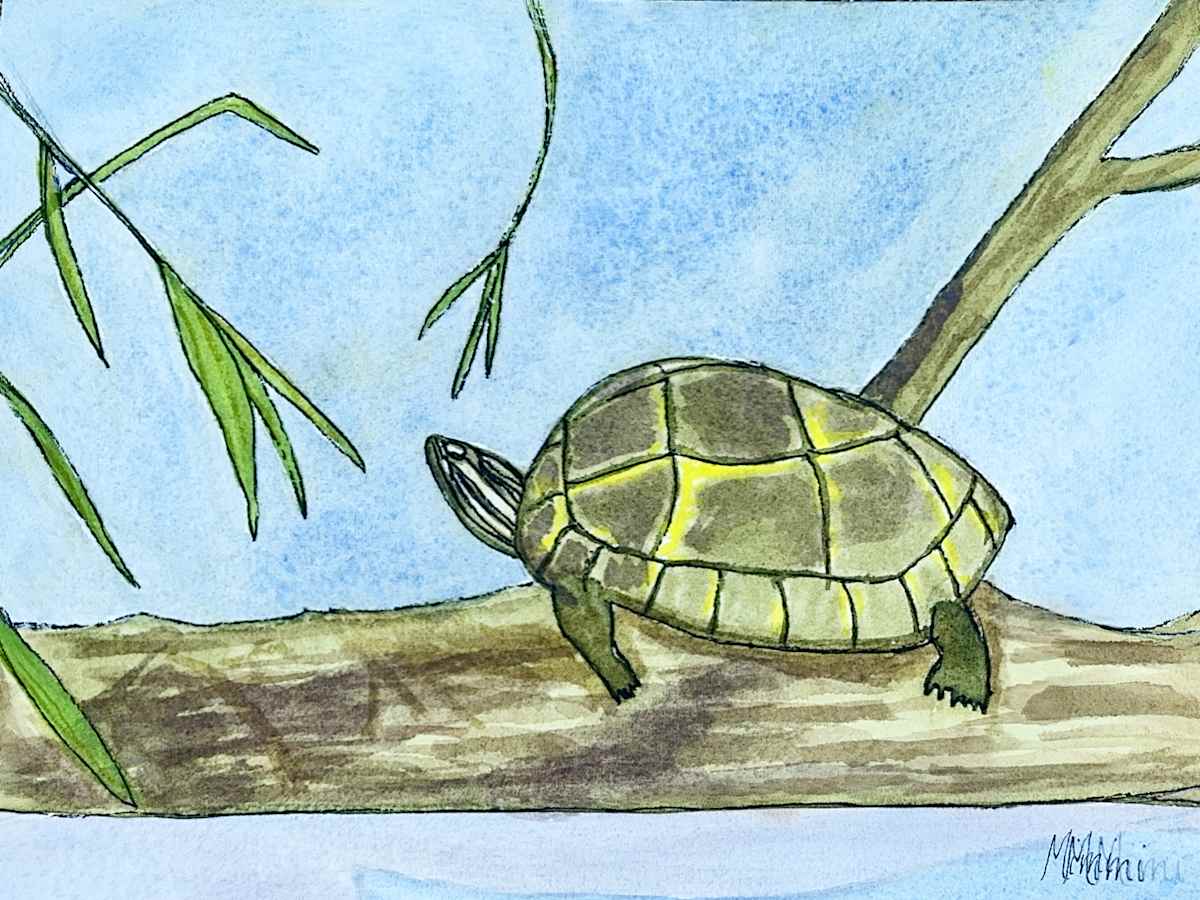 Turtle by Shelley Crouch 
