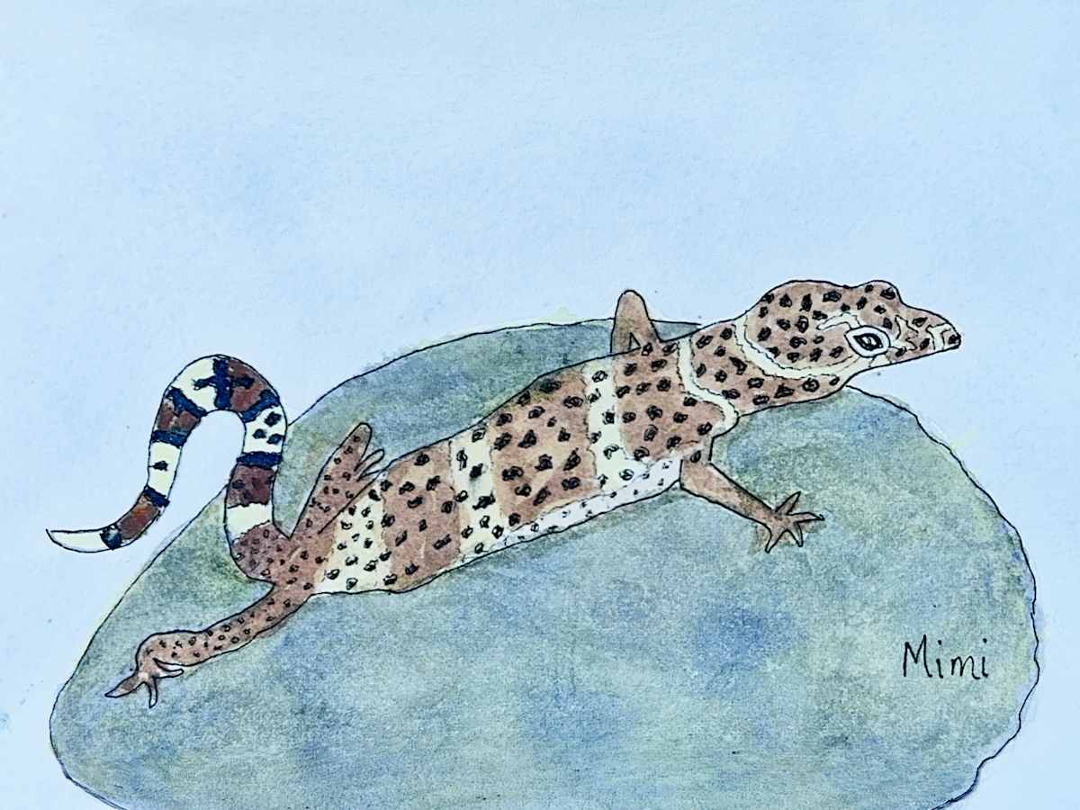 Texas banded gecko by Shelley Crouch 