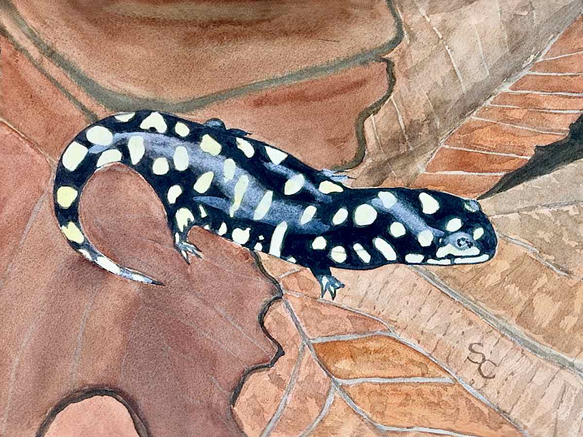 Slick as a Salamander by Shelley Crouch 