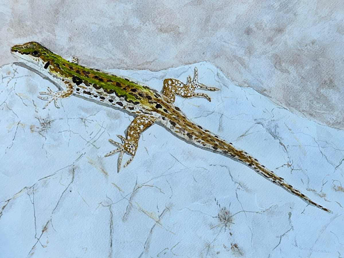 Rock Dweller by Shelley Crouch 