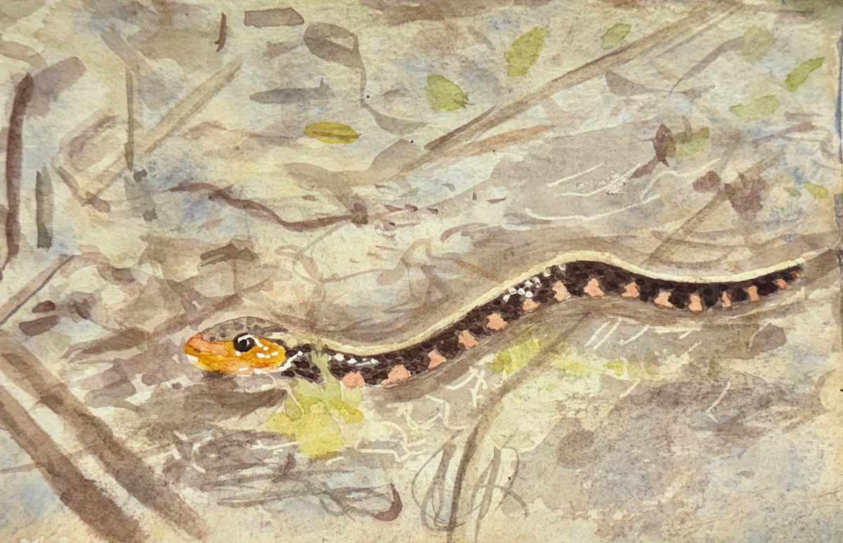 Swimming in the Sun by Shelley Crouch 