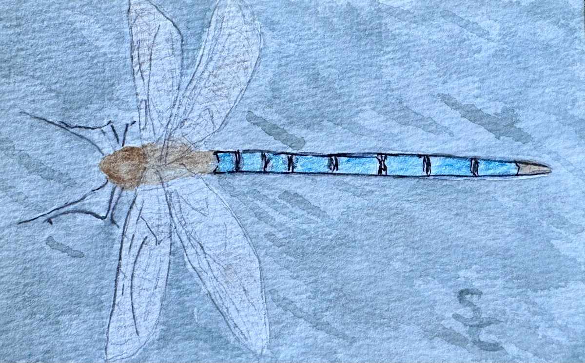 Glittery Glider by Shelley Crouch, Image 1.
