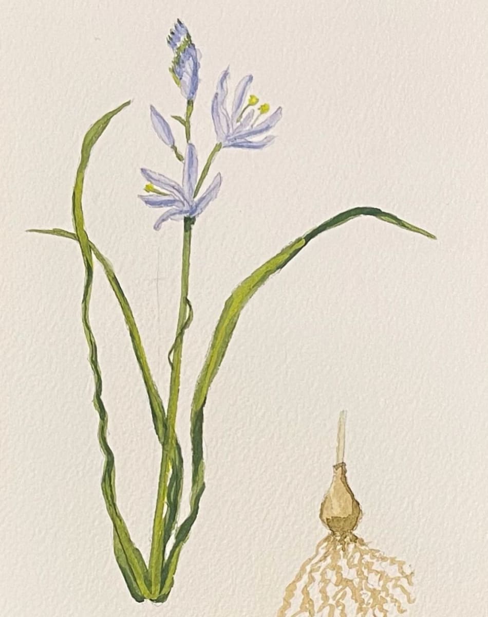 Camassia quamash by Shelley Crouch  Image: Botanicals commissioned piece