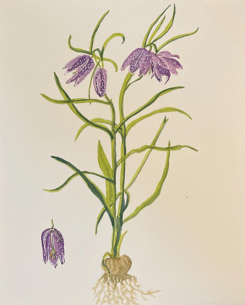 Fritillaria by Shelley Crouch, Image 1.
