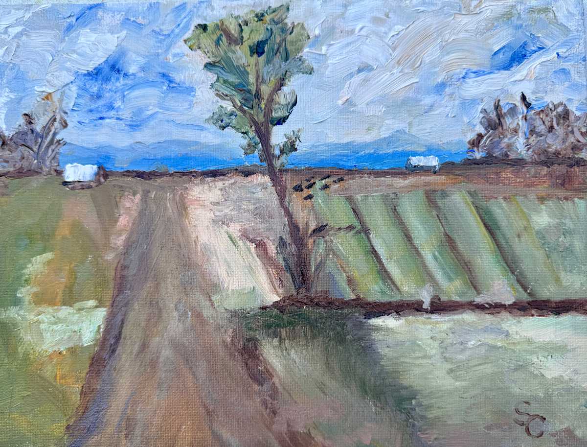 The Witness of a Tree by Shelley Crouch 