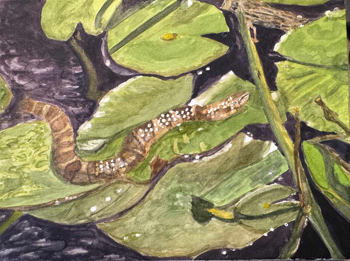 Among the Lilies by Shelley Crouch 