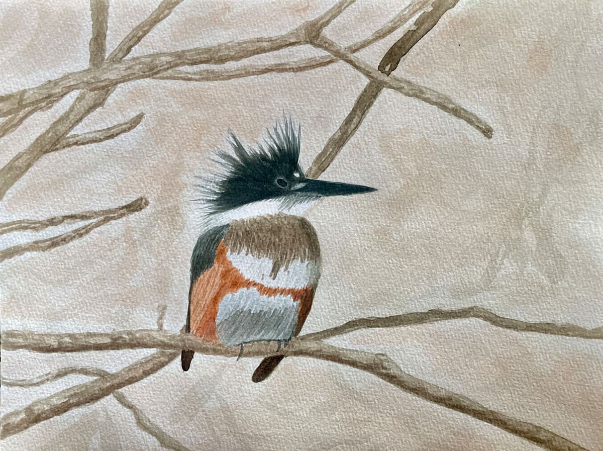 Getting Ready to Belt (Belted Kingfisher) by Shelley Crouch 