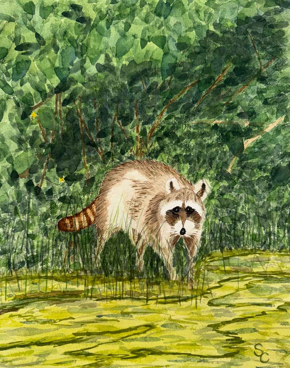 Raccoon Rendezvous by Shelley Crouch 