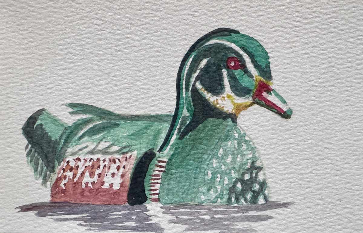 Wood Duck by Shelley Crouch, Image 1.