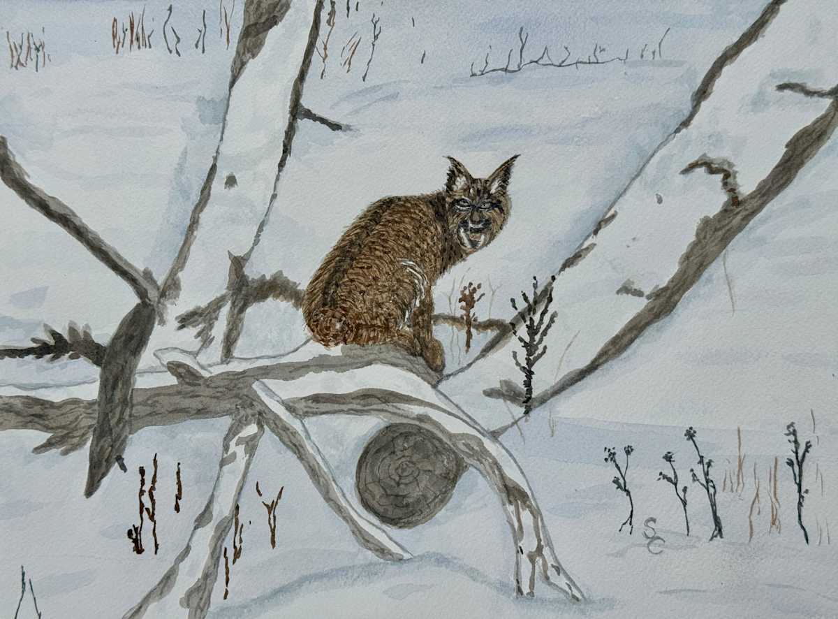 Here Kitty, Kitty (Bobcat) by Shelley Crouch, Image 1.