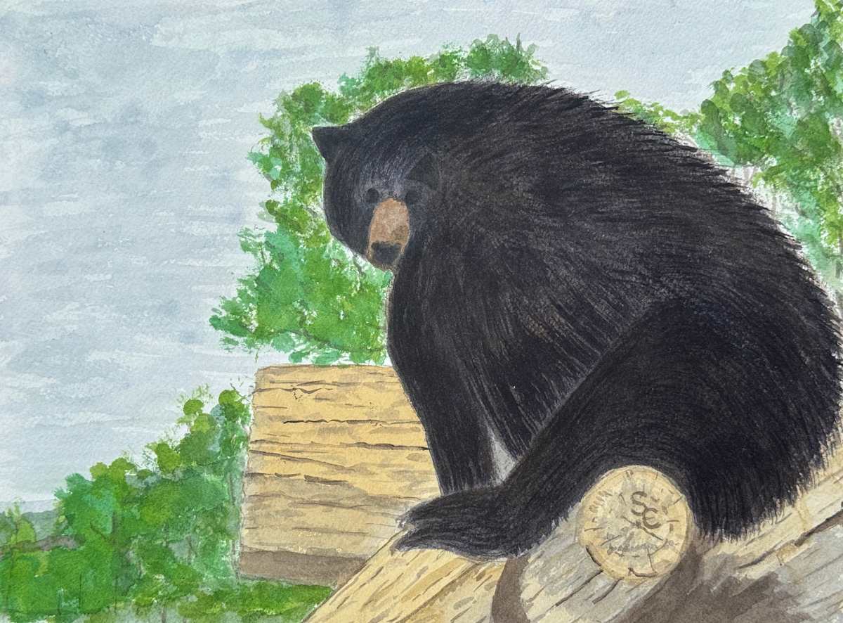 Sitting Bear (American Black Bear) by Shelley Crouch, Image 1.