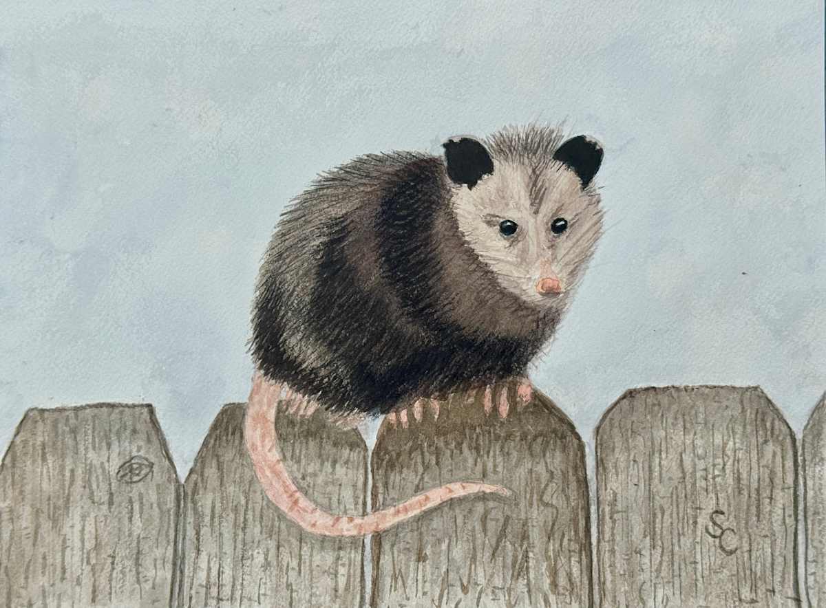 Impossumble (Opossum) by Shelley Crouch, Image 1.