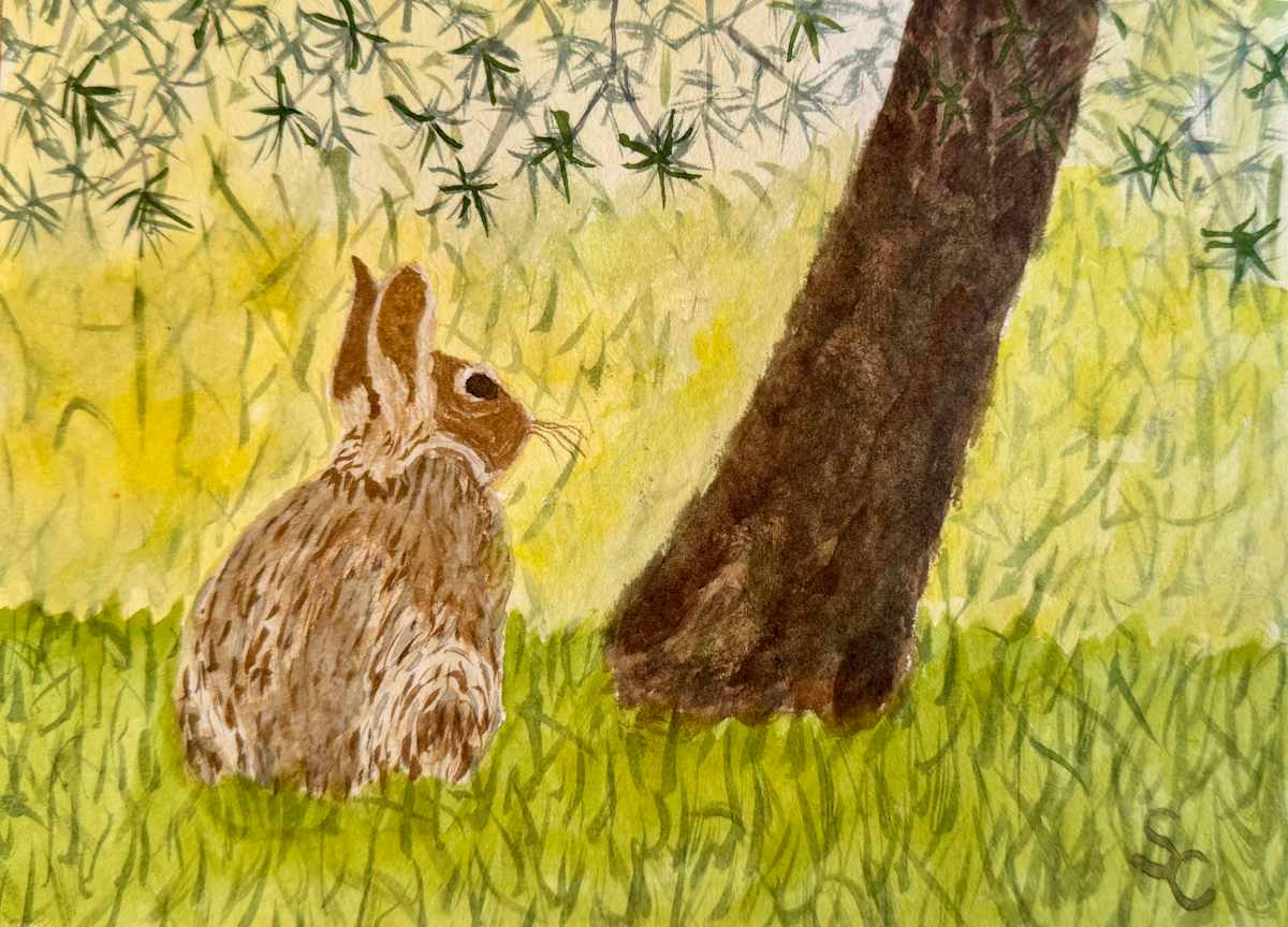 Who Framed Roger Rabbit? (Eastern Cottontail) by Shelley Crouch, Image 1.