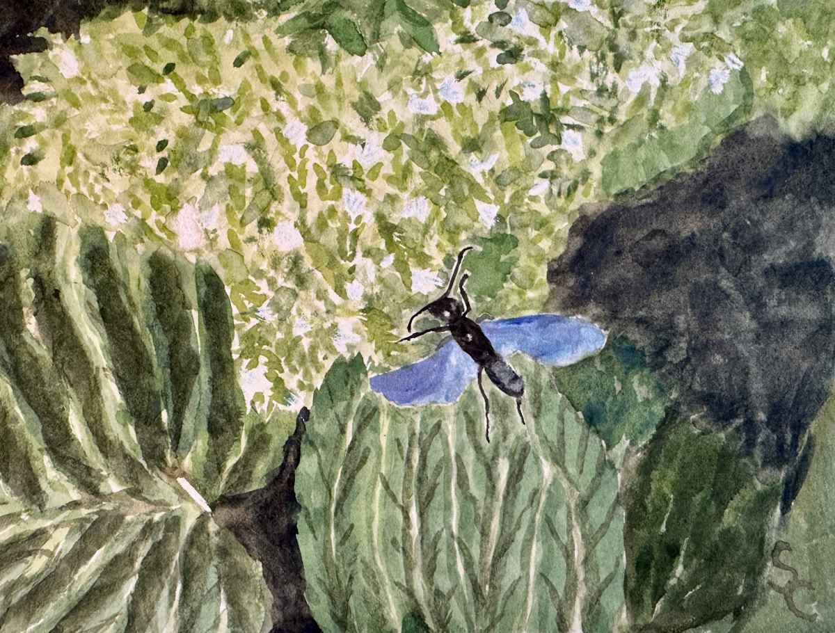Dance of the Digger Wasp by Shelley Crouch 