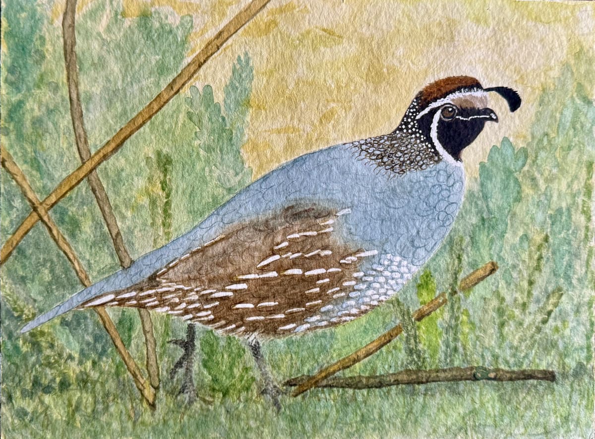 Sir Robert Q. White III (California Quail) by Shelley Crouch 