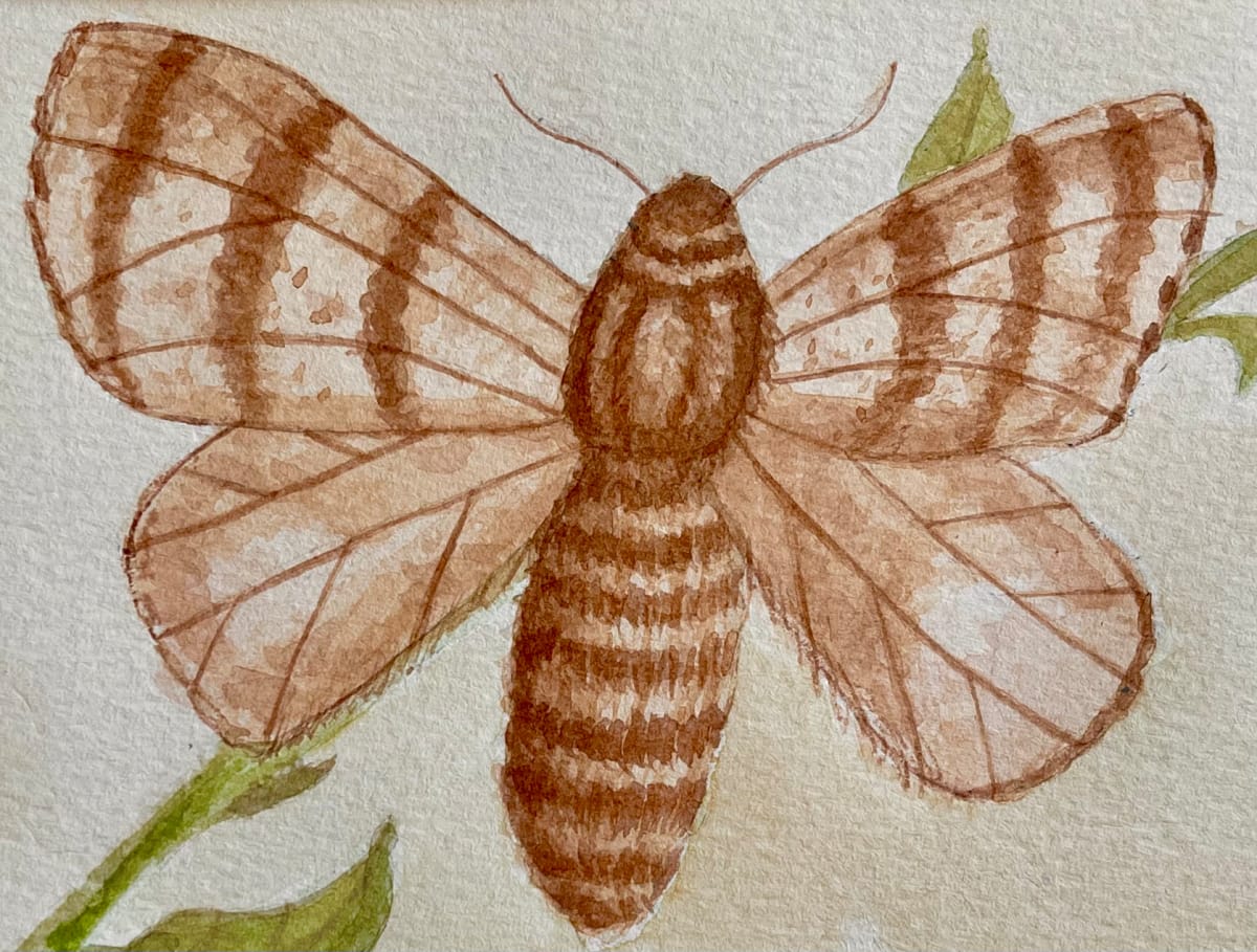 Moth by Shelley Crouch 