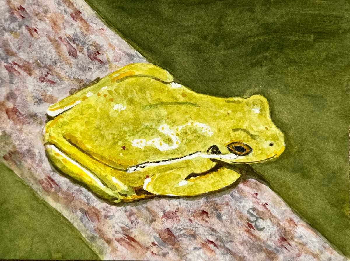 Frog's Eye View (Green Tree Frog) by Shelley Crouch, Image 1.