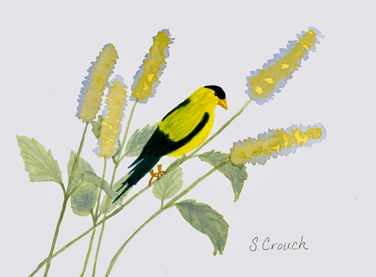 Gold Rush (Goldfinch) by Shelley Crouch 