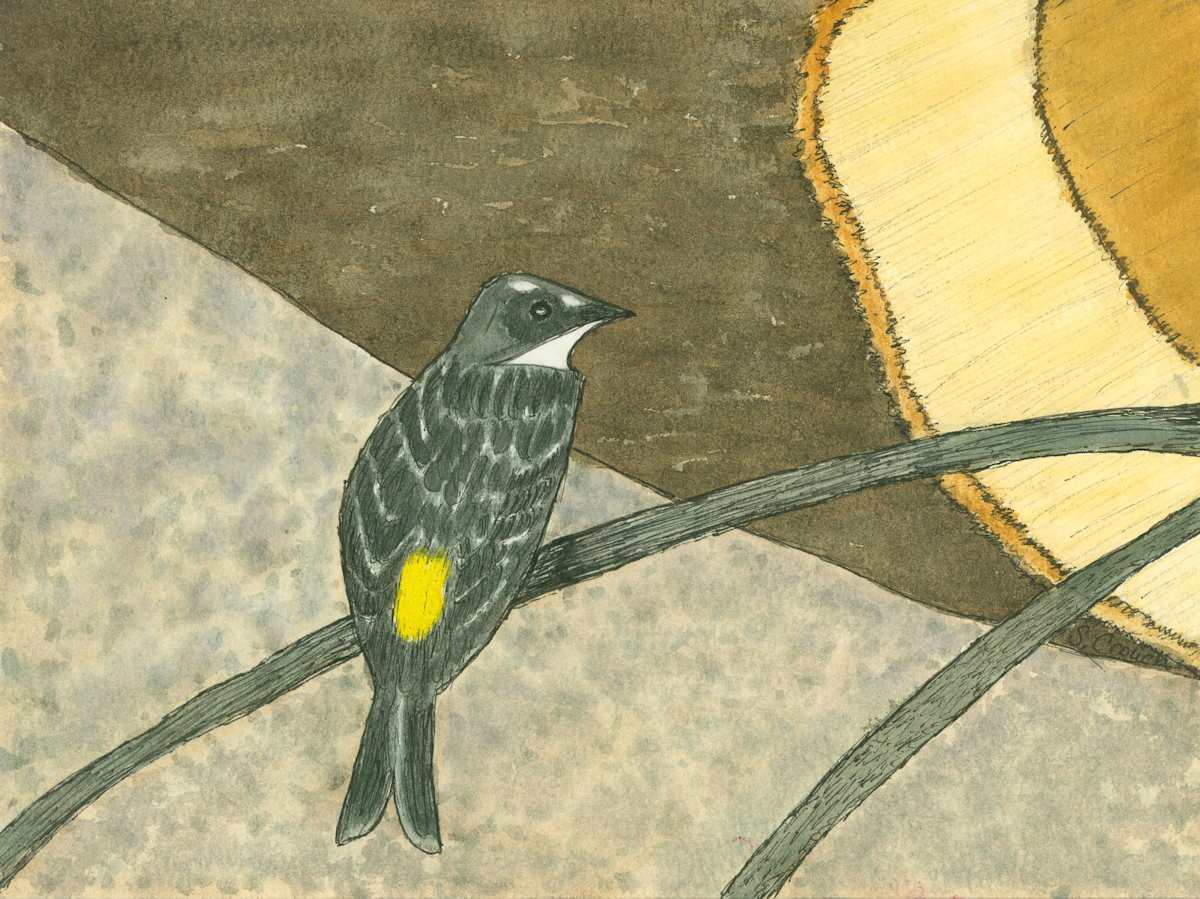 I Like Yellow Rumps and I Cannot Lie by Shelley Crouch, Image 1.