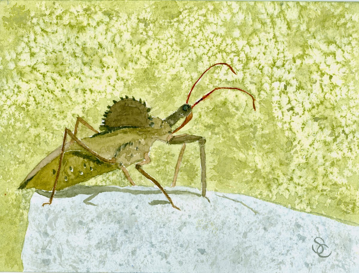 Wheelin’ and Dealin’ (North American Wheel Bug) by Shelley Crouch 