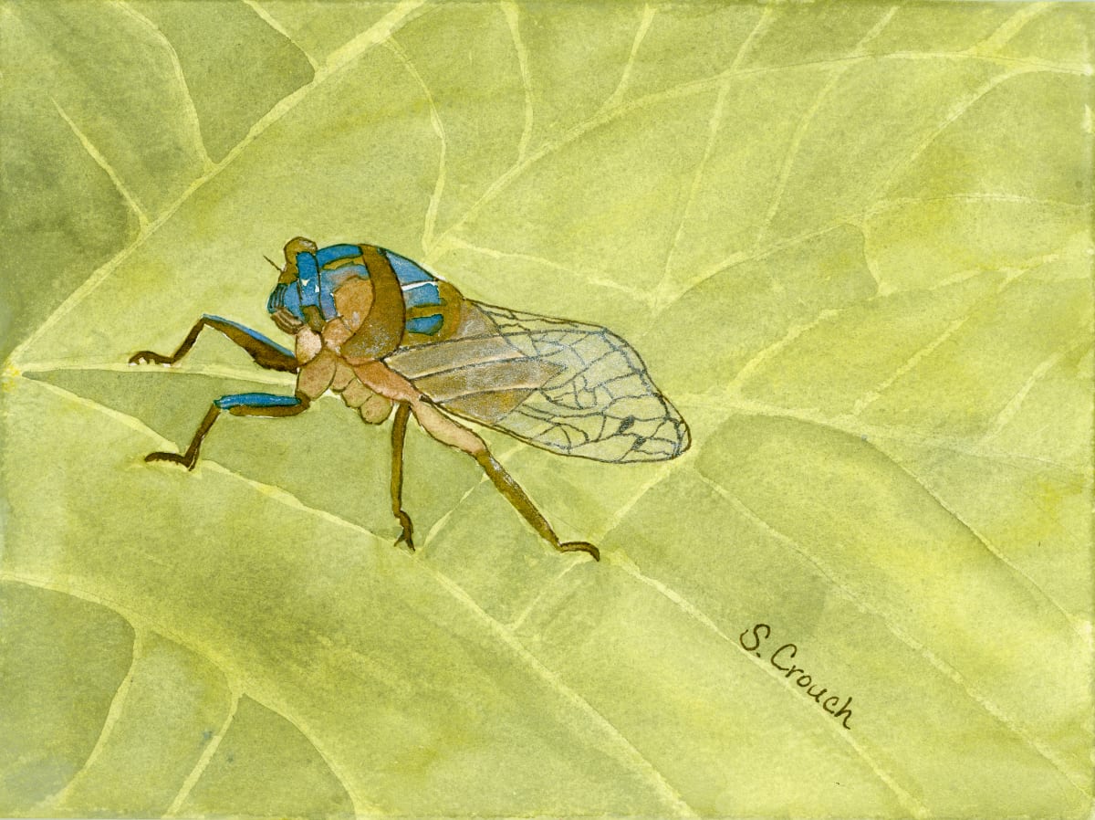 Noisy Neighbor (Annual Cicada) by Shelley Crouch  Image: In the reference photo of this cicada, it's back two legs were tucked underneath and not visible)