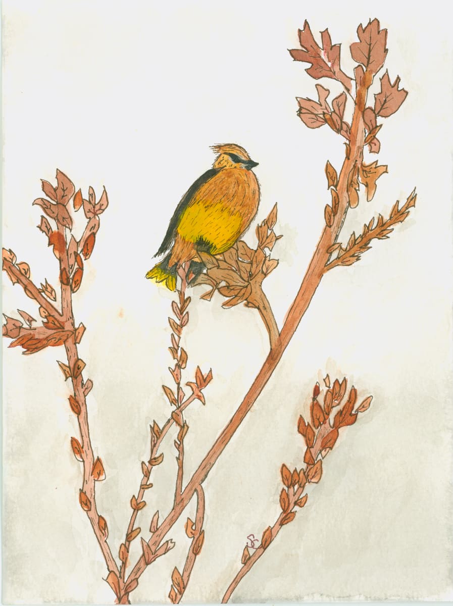 Waxing Nostalgic (Cedar Waxwing) by Shelley Crouch 