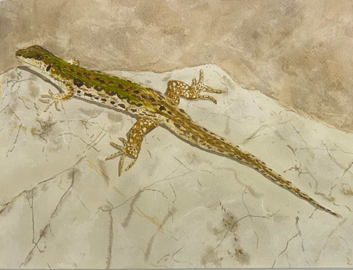 Rock Dweller by Shelley Crouch 