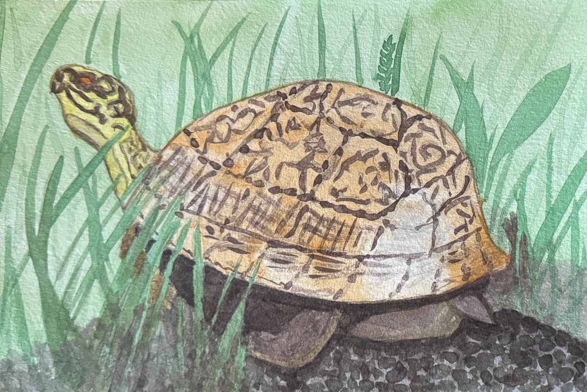 Box Seat (Common Box Turtle) by Shelley Crouch, Image 1.