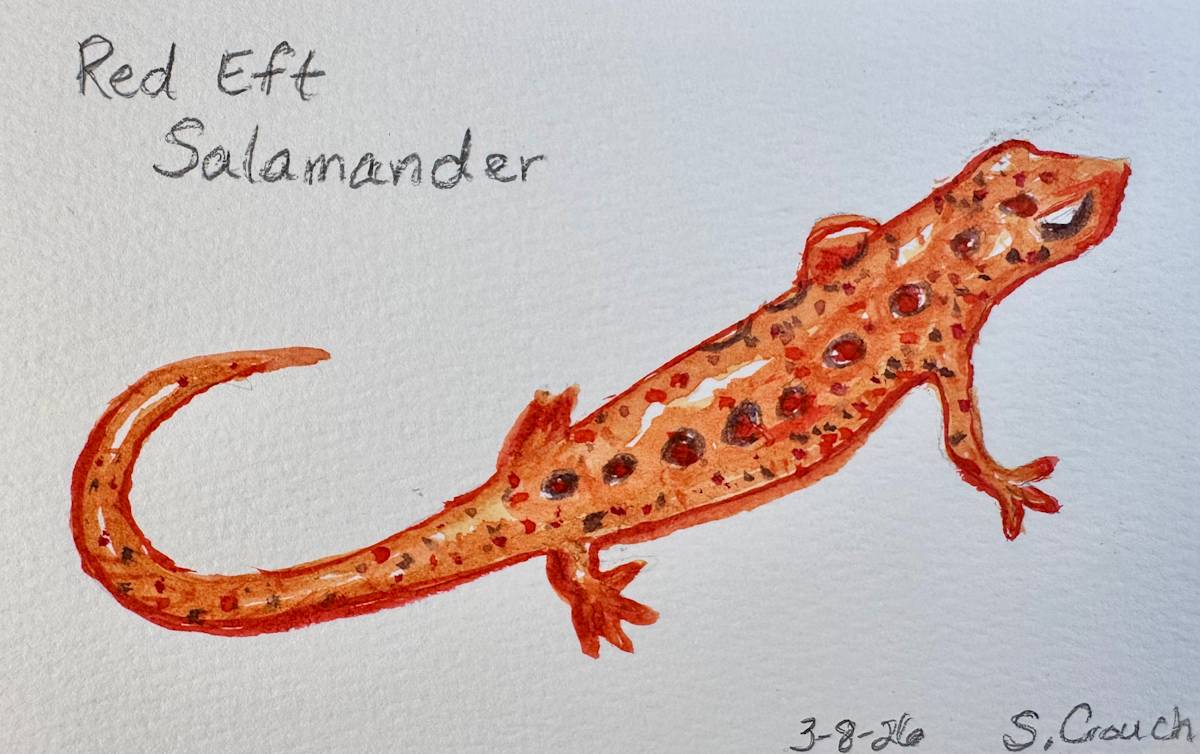 Red Eft Salamander by Shelley Crouch, Image 1.