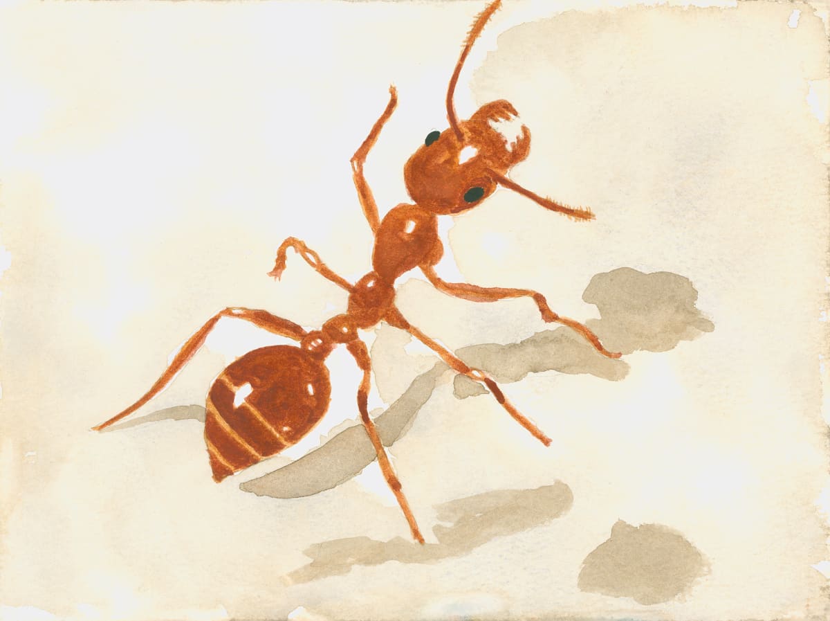 Don’t Play With Fire (Red Imported Fire Ant) by Shelley Crouch 