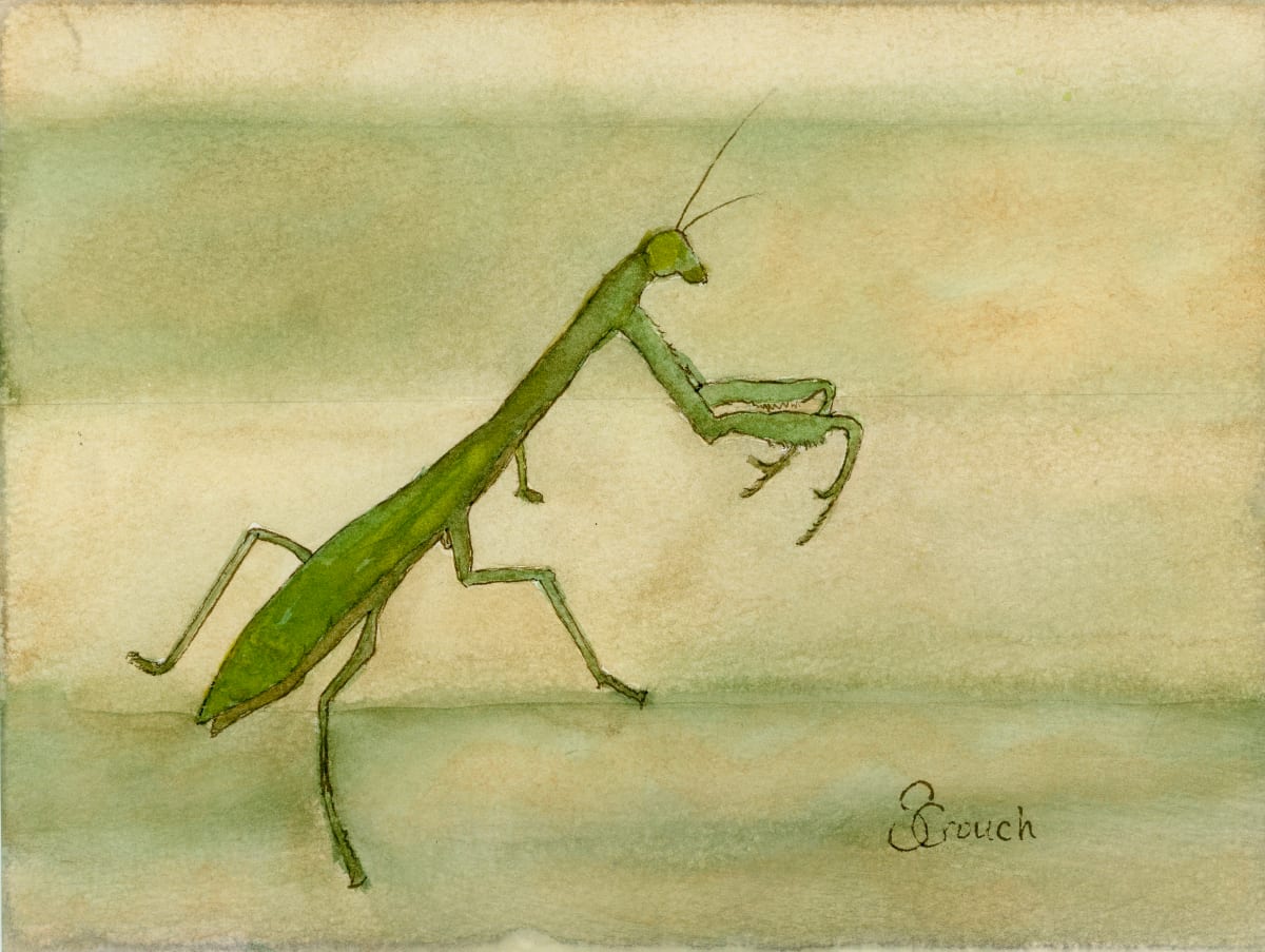 Saying Grace (Carolina Mantid) by Shelley Crouch 