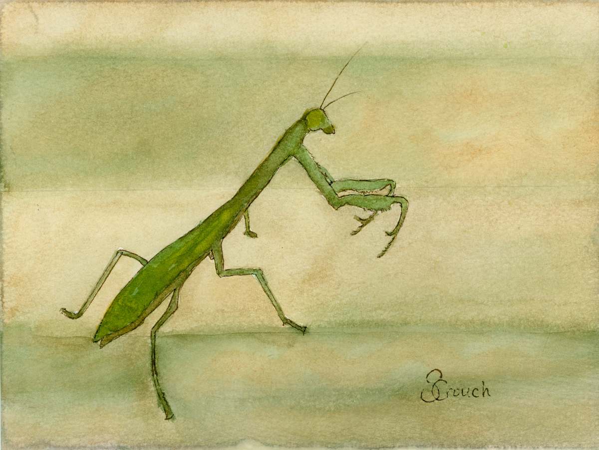 Saying Grace (Carolina Mantid) by Shelley Crouch, Image 1.