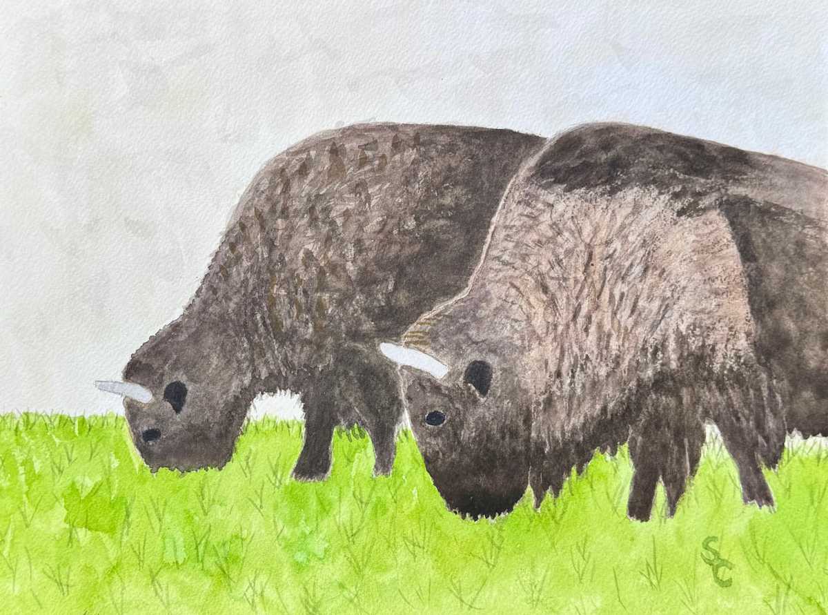 Buffalo Bros by Shelley Crouch, Image 1.