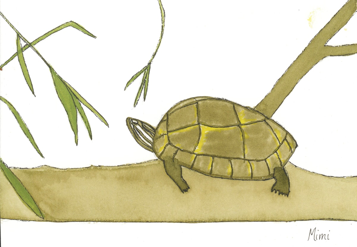 Turtle by Shelley Crouch 